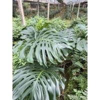 ราคา มอนสเตอร่าไจแอนท์ 6 ใบ (9677341705)