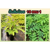 ราคา ต้นส้มป่อย ส้มป่อย​ สมุนไพรไทย พืช ผักสวนครัว ปลอดสาร ตกแต่งบ้าน สวน ผักทานได้ ยารักษา ต้นไม้ ดินปุ๋ย ธรรมชาติ ปลูกง่าย (25821572318)