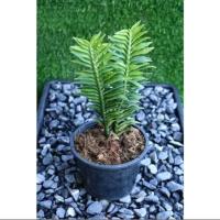 ราคา ต้นบันไดเศรษฐี บรรไดเศรษฐี บันไดสวรรค์ กระถาง 5 นิ้ว ว่านตีนตะขาบ ไม้มงคล นำโชค (18484245385)