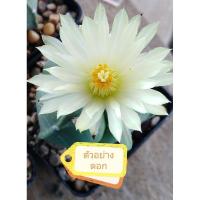 ราคา แอสโตร มาริโอ้ หมวกสังฆราช (3150017134)