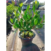 ราคา ต้นลำแพนแดง Sonneratia ovata (24641372262)