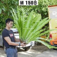 ราคา ,เฟิร์นข้าหลวงM ,ต้นเฟิน ,ข้าหลวง ,เฟิร์นหลังลาย เฟิร์นข้าหลวง เฟิร์นข้าหลวงหลังลาย เฟิร์นรังนก เฟิร์นข้าหลวงโอซ (22989840656)