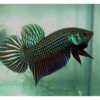 ราคา น้ำหมักปลากัดช้อนมหาชัยแท้ แหล่งน้ำมหาชัย (40266881449)