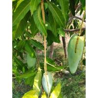 ราคา กิ่งตาพันธุ์มะม่วงมันขุนศรี (43100226881)