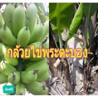 ราคา หน่อกล้วยไข่พระตะบอง กล้วยไข่ญี่ปุ่นพันธุ์แท้ 100% (41417314139)