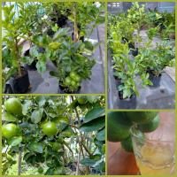 ราคา ต้นมะนาวแป้นพิจิตร (กิ่งตอน) ผลดก น้ำเยอะ [Lime-Thai lemon] (6253100979)