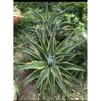 ราคา อากาเว่ปากนกแก้วขอบเหลือง (24636636413)