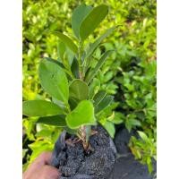 ราคา ไทรเกาหลี ถุงขนาด2” (ขั้นต่ำ 10ต้น) (25813487275)