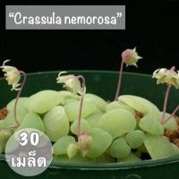 ราคา เมล็ดพันธุ์ ไม้อวบน้ำ"Crassula nemorosa"30 เมล็ด (1717931140)