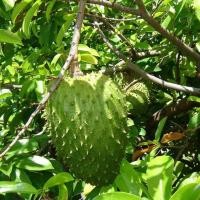 ราคา 1 ต้นทุเรียนเทศ ทุเรียนน้ำ Soursop ผลกินได้ ส่งพร้อมถุง 8 นิ้ว ลำต้นสูง 70-80 ซม (5369259280)