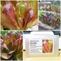 ราคา เมล็ดพันธุ์ ผักสลัด คิมมารอน (Cimmaron Romaine Lettuce Seed) บรรจุ 1000 เมล็ด คุณภาพดี ราคาถูก ของแท้ 100% (2475332471)