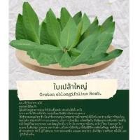 ราคา ใบเปล้าใหญ่ออแกนิคเก็บสด (18037290508)