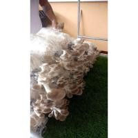 ราคา ก้อนเชื้อเห็ดภูฐาน ก้อนเชื้อเห็ด (42651160350)