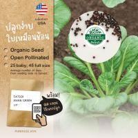 ราคา 1แถม1 เมล็ดผักนำเข้า กวางตุ้งญี่ปุ่น แทตฉ่อย Tatsoi, Tat Choy (Organic Seed) กวางตุ้งดอกไม้​ไฟ ใบกลม (9223486003)