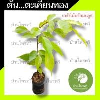 ราคา ต้นตะเคียนทอง ต้นไม้ตาย เคลมฟรี ทุกต้น เฉพาะ ระหว่างขนส่ง เท่านั้น ตะเคียนทอง ไม้ป่า ต้นไม้ใหญ่ บ้านไพรทวี (12522753940)