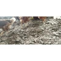 ราคา ขี้ไก่ขี้ไก่ล้วนขี้ไก่ใส่ต้นไม้ขนาด 10 กิโลกรัมตากแห้งบดละเอียดพร้อมใช้ขี้ไก่ไข่ขี้ไก่ไม่ปนแกลบปุ๋ยอินทรีย์ (23871327443)