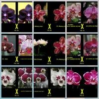 ราคา คอลเลกชันกล้วยไม้พระจันทร์ข้ามเด็กและเยาวชน (26217385834)