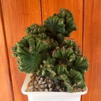 ราคา หยกนำโชค (ส่งทั้งกระถาง) #กระบองเพชรหยกนำโชค (12004441402)