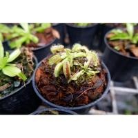 ราคา กาบหอยแครง พืชกินแมลง (22652741679)