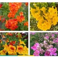 ราคา ต้นทองอุไร สูง 10 -15 ซม (มีทองอุไรสีส้ม และ ทองอุไรมิกกี้เมาส์ สีเหลือง สีชมพู) (23645291144)