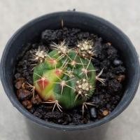 ราคา C16 แคคตัส​ ยิมโนคาลิเซียมไม้ด่างหัวสี​ ​ GYMNO​ CALYCIUM​ CACTUS (9758311297)