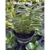 ราคา Set ต้นไม้มงคลต้นบันไดเศรษฐี (7289009046)