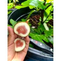 ราคา BTM6 (Figs) บีทีเอ็ม6 มะเดื่อฝรั่ง สายพันธุ์ญี่ปุ่น ต้นใหญ่ แข็งแรง รสชาติหวาน เนื้อเต็ม (29866632793)
