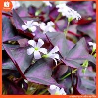 ราคา Oxalis Sunny บรรจุ 4 หัว 100 (15588116550)