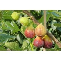 ราคา ต้นมะเดื่อฝรั่งหรือฟิกสายพันธุ์ญี่ปุ่นBTM6กิ่งชำต้นพร้อมปลูงลงกระถาง (18586165242)