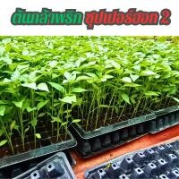 ราคา [ที่นี่ถูกสุด] ต้นกล้า พริกขี้หนู ซุปเปอร์ฮอท2 พริกจินดา ต้นกล้าผักสวนครัว ต้นกล้าพริก 10 ต้น (เสียหายรับเคลมใหม่ฟรี) (23566140637)