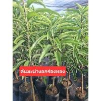 ราคา ต้นมะม่วงอกร่องทองใหญ่1ต้น (55000983494)