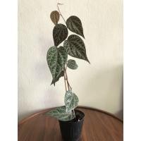 ราคา พลูลงยา ( Celebes Pepper / Piper ornatum ) (6964703262)