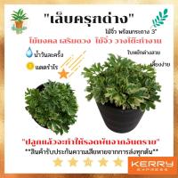 ราคา [ต้นไม้จิ๋ว] ต้นเล็บครุฑด่าง เล็บครุฑด่าง ไม้มงคล เสริมดวง พร้อมกระถาง 3นิ้ว วางบนโต๊ะทำงานได้ (ขั้นต่ำ 3 ต้น คละต้นได้) (10431981079)