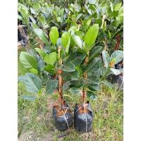 ราคา ต้นขนุนแดงสุริยาทาบกิ่ง (47355854144)