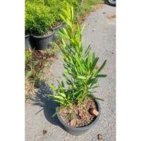 ราคา ต้นสนใบพาย ต้นสูง 30-50 cm กระถาง 6 นิ้ว (27922522714)