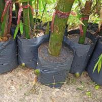 ราคา ต้นพันธุ์ไผ่บงหวานเพชรน้ำผึ้ง เบอร์ 9 ให้หน่อที่หวาน ทานดิบได้ ไม่มีสารไซยาไนด์ (17768201096)