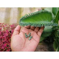 ราคา ลูกของต้นเศรษฐี​พัน​ล้านชุด12ต้น​ ต้นพันธุ์​ลูกเล็กที่ขอบใบ12ต้น (5791991458)