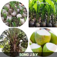 ราคา ต้นมะพร้าวน้ำหอม บ้านแพ้วแท้ (ต้นเตี้ย) (5478499248)