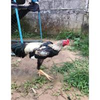 ราคา ไข่เชื้อ ไก่ชนพม่าแม่สาย (20850000930)