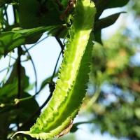 ราคา เมล็ดถั่วพู จอมทอง ตราตะวันต้นกล้า ขนาด Winged Bean (5seeds)เมล็ดพันธุ์ถั่วพู ถั่วพู เมล็ดผักสวนครัว เมล็ดพันธุ์ผัก (49951320029)