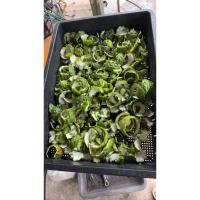 ราคา ผิวมะกรูด ผิวมะกรูดแห้ง สมุนไพรผิวมะกรูดแห้ง มะกรูด มะกรูดฝาน มะกรูดหั่น ผิวมะกรูดหั่นแผ่น (47553851445)