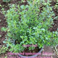 ราคา เมล็ดพันธุ์คุณภาพสูงในสต็อกในประเทศไทย100 เมล็ด เลมอนไทม์ (กลิ่นหอมเฉพาะตัว มีกลิ่นเลมอนอ่อนๆ) (มีวิธีปลูกติดไว้หน้าซอง (19352236427)