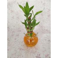 ราคา ต้นไผ่กวนอิม พร้อมกระถางใส (10209272939)