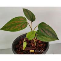 ราคา พลูลงยาใต้Piper porphyrophyllum (13445227573)
