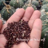ราคา เมล็ดพันธุ์ กระบองเพชร Astrophytum (2638187360)
