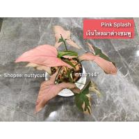 ราคา เงินไหลมาด่างชมพู (Pink Splash) (15282412399)