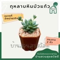 ราคา กุหลาบหินบัวแก้ว แคคตัส กระบองเพชร (15979051289)