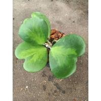 ราคา Hoya kerrii variegata reverse โฮย่าหัวใจ ด่างใน กระถาง 6 นิ้ว (6469903371)