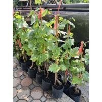 ราคา ต้นองุ่น ไร้เมล็ด สีแดง องุ่นคริมสัน” (Crimson Seedless) (17029411776)