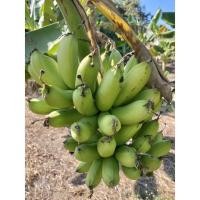 ราคา หน่อกล้วยไข่พระตะบอง กล้วยไข่พระตะบอง (12301745370)
